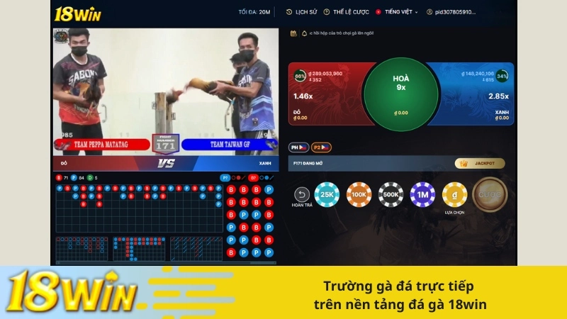 Trường gà đá trực tiếp trên nền tảng đá gà 18win